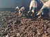 British pure bread Saddleback weaners
