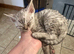 GCCF Devon Rex Kittens