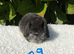 Pure bred mini lops .