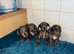 Dapple dachshund