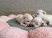 Beautiful KC reg.Maltese puppies