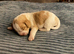 Bocker puppies for sale