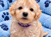 Beautiful Poochon Toy Puppies Looking for Their Forever Homes ️