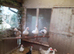 Muscovy...................males for sale.....