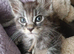 Gorgeous mainecoon kittens