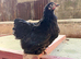Gorgeous POL pekin hens