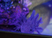 Multiple axolotl available