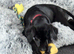 Female 16 week old labradorq