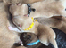 Beautiful fluffy pups