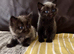 Two Adorable Kittens Looking for Their Forever Homes