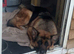 Female German shepherd