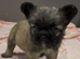Fluffy French bulldog