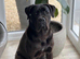 10month old male cane corso