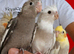 Super silly hand tamed baby cockatiels