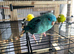 Litttle girl lineolated parakeet