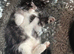 Stunning kittens