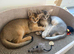Two Gorgeous Abyssinian Kittens 