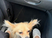 Papillon x Pomeranian