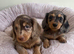 Mini Long hair Dachshund puppies
