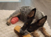 Blue Heeler pup