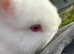 Sweet boy baby bunnies!!!
