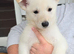 One white german shepherd available ready to go now