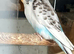 Baby Budgies
