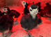 Heritage Norfolk Black Turkey Poults