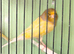 Yorkshire canary