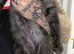 We have 7 LET TWO BOYS STILL AVAILABLE gorgeous Maine coon kittens for re homing
