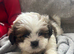 Shih Tzu puppies