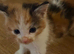 Calico kitten girl