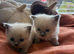 Beautiful ragdoll girls