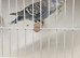 Colour Budgies