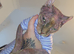 Elf eared female sphynx