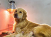 Adorable golden retriever pups