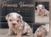 New English bulldogs