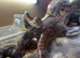 Female corn snake around 5 years old