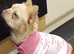 Cream fluffy female frenchie 18mth old