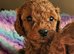 Licenced breeder! 2 tiny toy deep red cavapoo girls