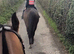 Straightforward 15.2hh stunning mare