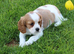 PLAYFUL CAVALIER X PUG PUPPIES FOR SALE