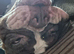 5 year old English Bulldog