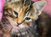8 week old cats for sale