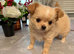 Chihuahua puppy