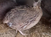 Female quail