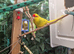 2 kakariki chicks ready now &pound;55 each