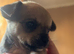 Chihuahua Pups!