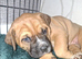 muscle mastiff puppies