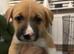 Bullkita puppies
